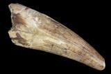 Fossil Crocodilian (Goniopholid) Tooth - Texas #88757-1